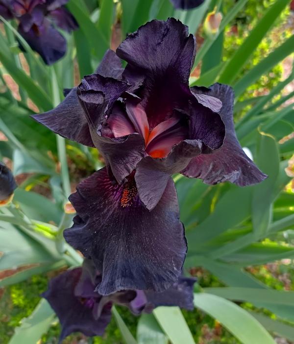 Iris noir