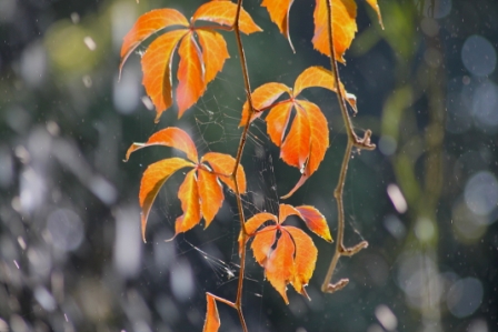 feuillage-d-automne.jpg