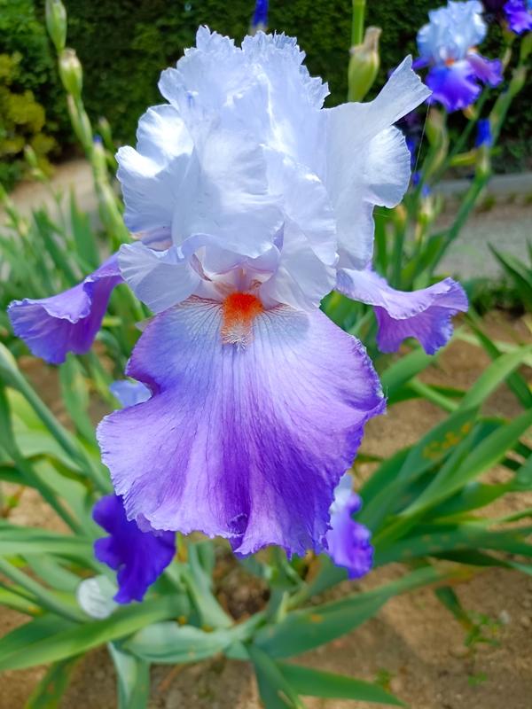 Iris bagatelle