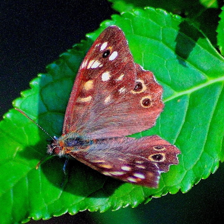 Papillon feuille1